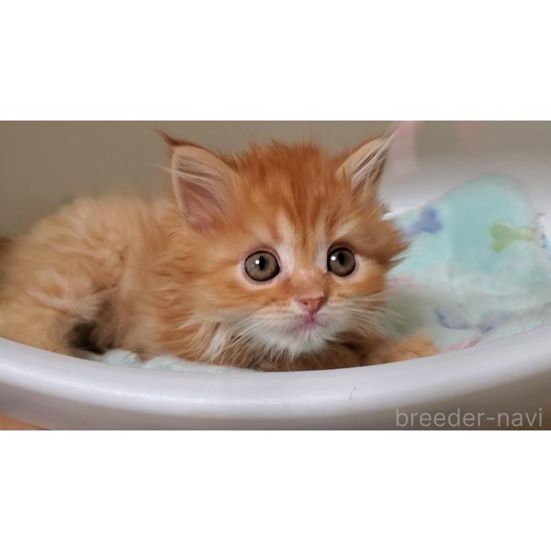 販売中の大阪府のマンチカン-138421の5枚目