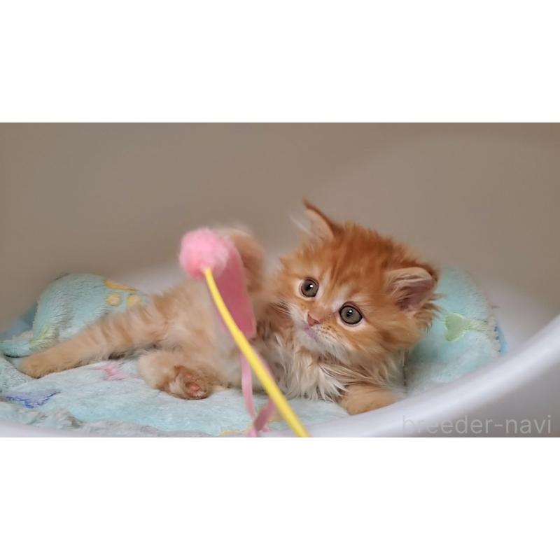 販売中の大阪府のマンチカン-138421の4枚目