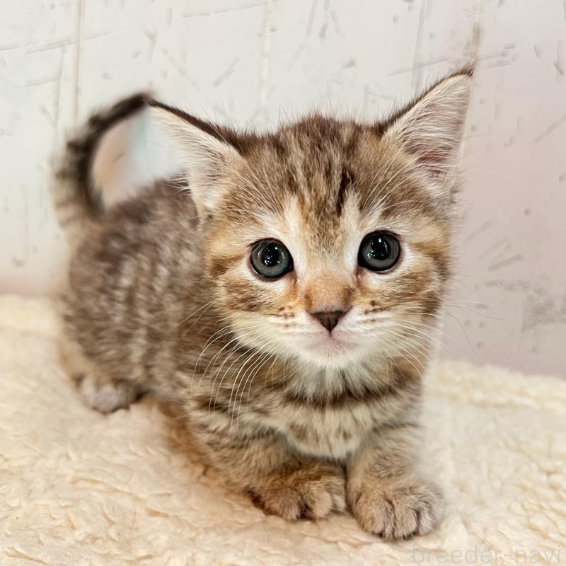 販売中の千葉県のマンチカン(短足)-138422の1枚目