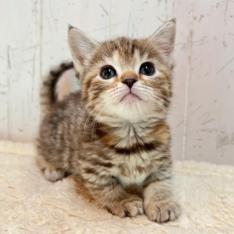 販売中の千葉県のマンチカン(短足)-138422の5枚目