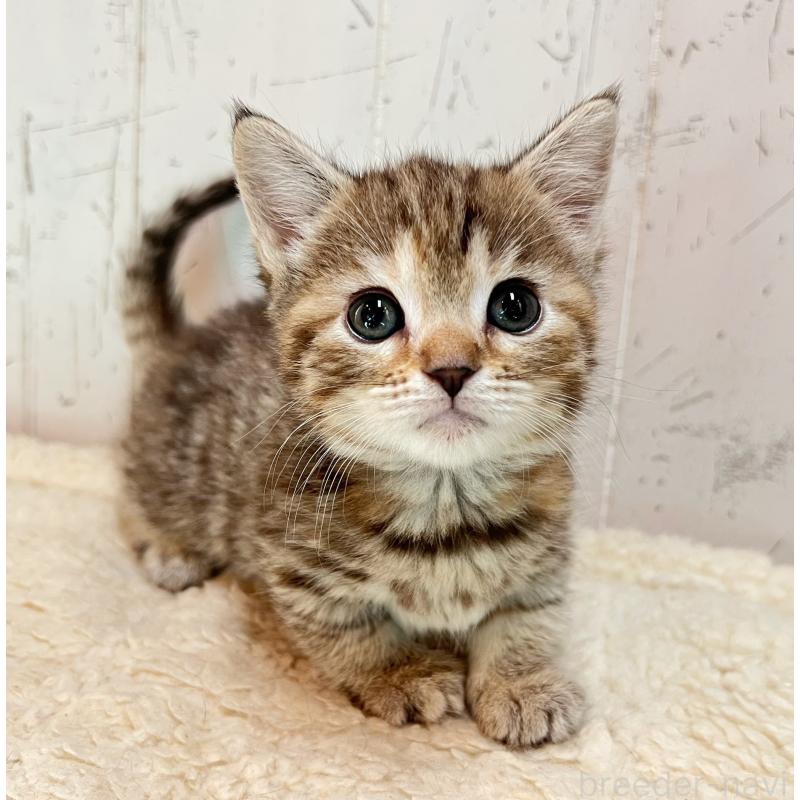 販売中の千葉県のマンチカン(短足)-138422の4枚目