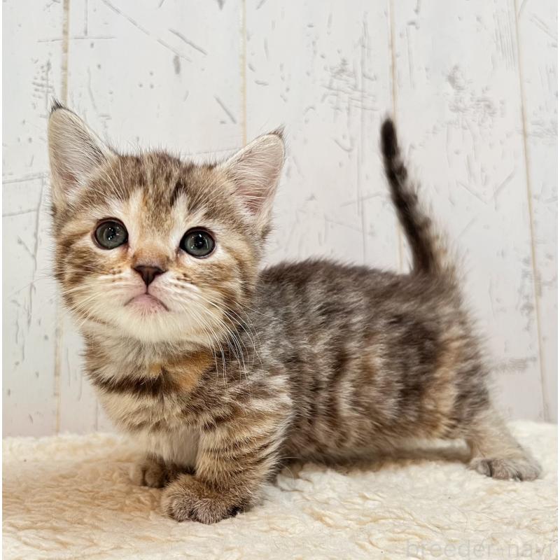 販売中の千葉県のマンチカン(短足)-138422の3枚目