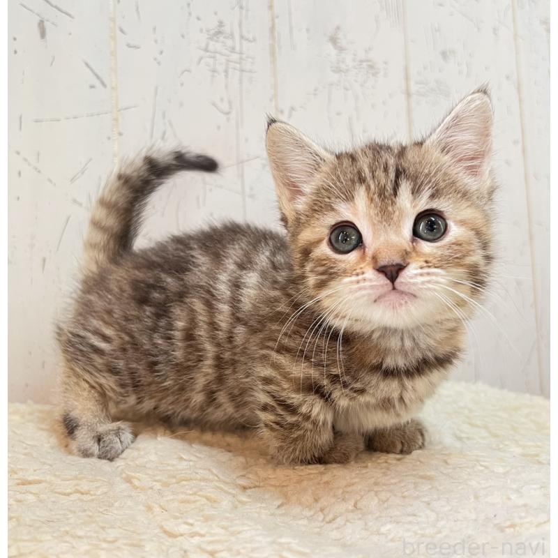 販売中の千葉県のマンチカン(短足)-138422の2枚目