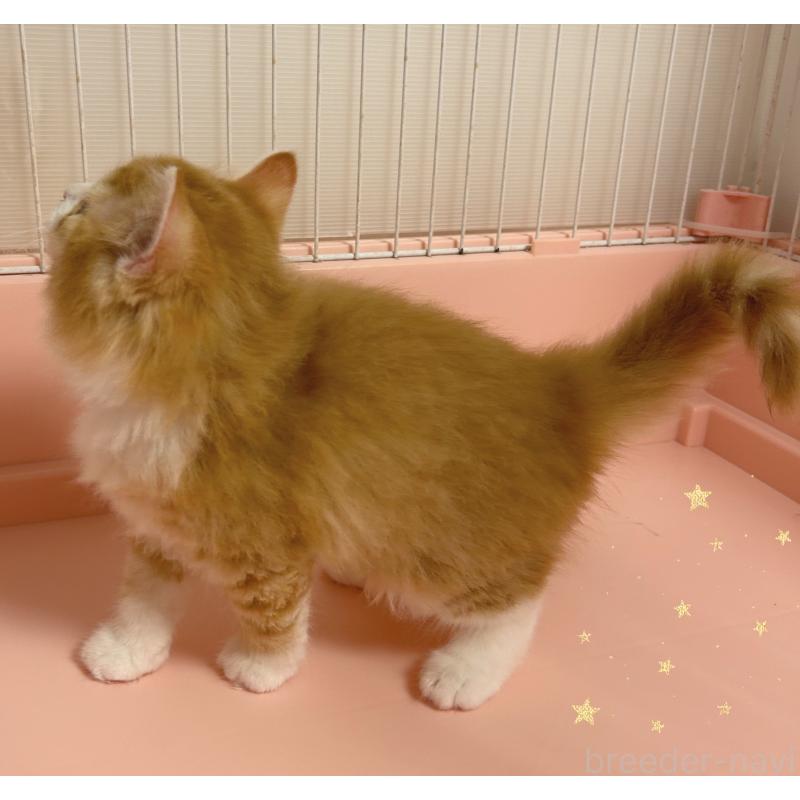 販売中の東京都のサイベリアン-136335の5枚目