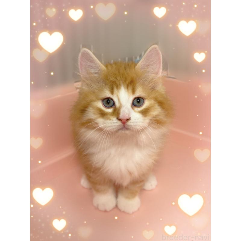 販売中の東京都のサイベリアン-136335の3枚目