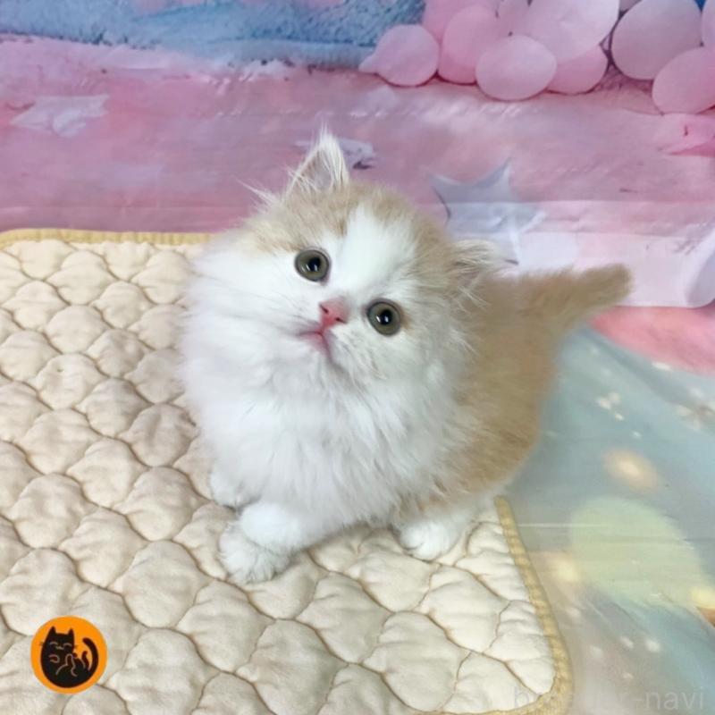 販売中の大阪府のミヌエット-135899