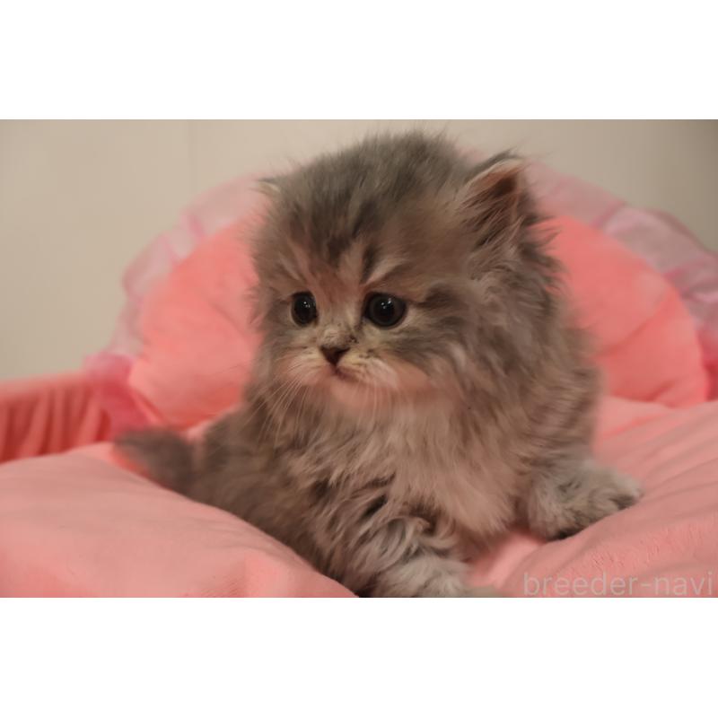 販売中の東京都のスコティッシュフォールド-136498の10枚目