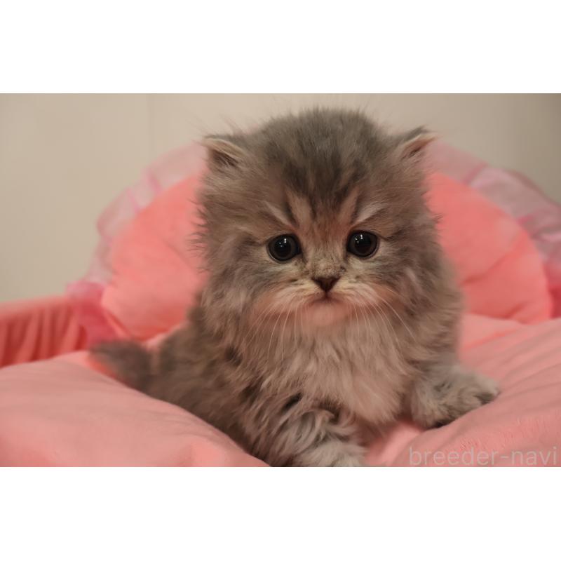 販売中の東京都のスコティッシュフォールド-136498の9枚目