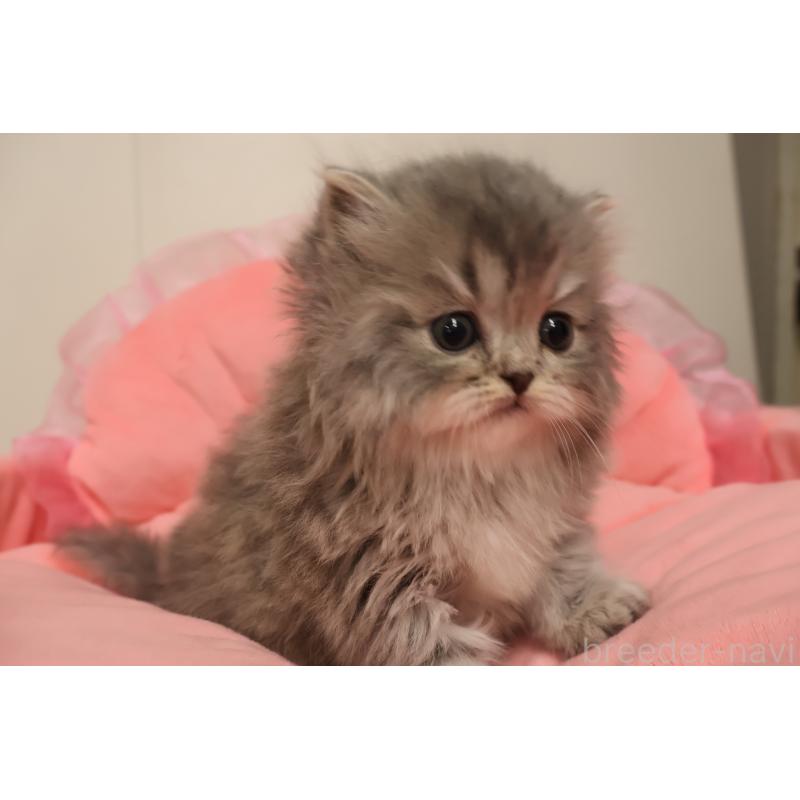 販売中の東京都のスコティッシュフォールド-136498の8枚目