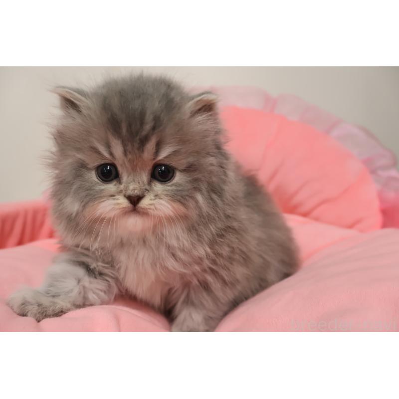 販売中の東京都のスコティッシュフォールド-136498の7枚目