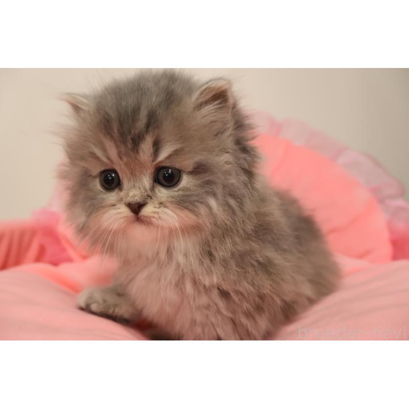 販売中の東京都のスコティッシュフォールド-136498の6枚目