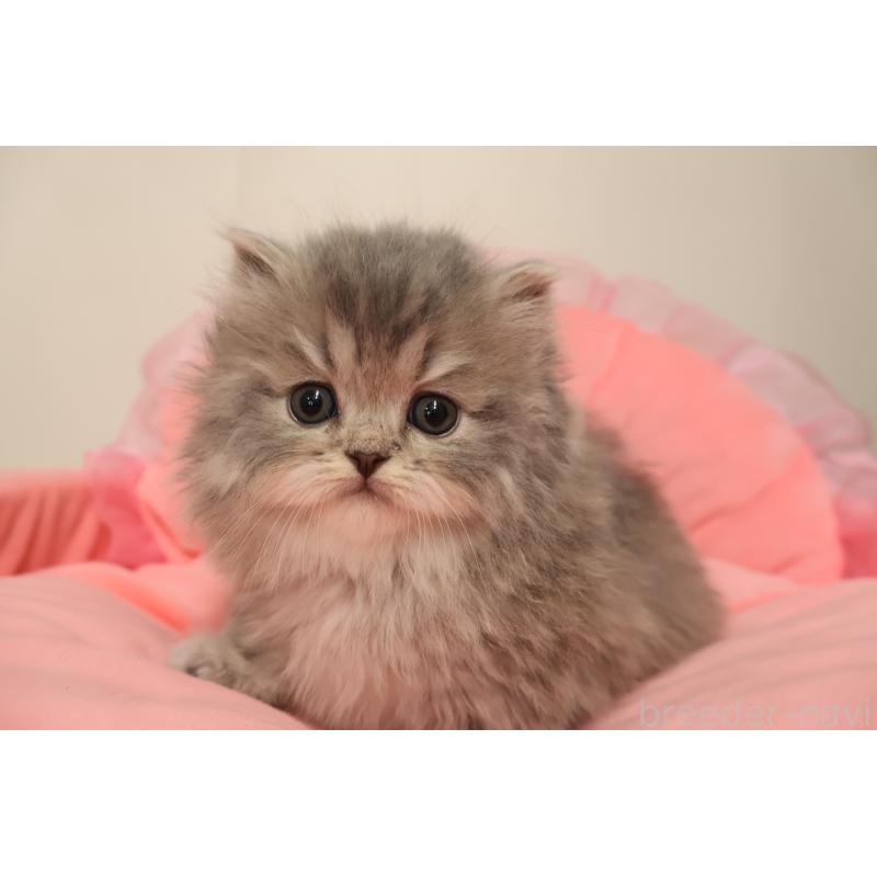 販売中の東京都のスコティッシュフォールド-136498の5枚目