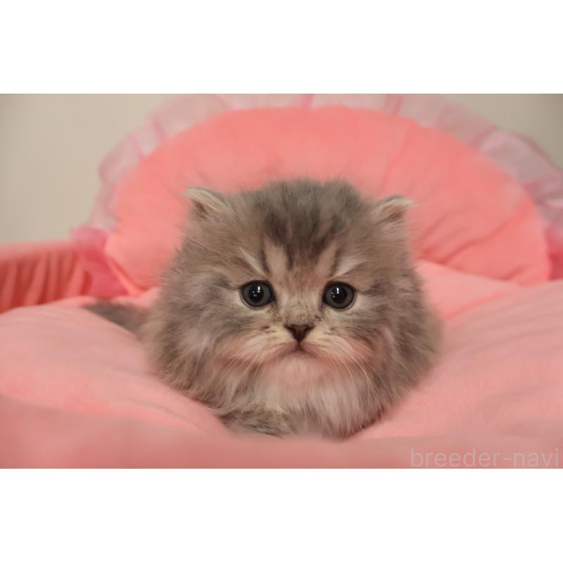 販売中の東京都のスコティッシュフォールド-136498の4枚目