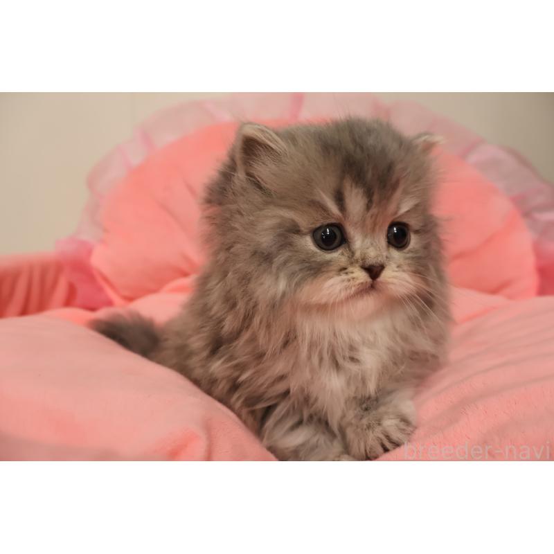 販売中の東京都のスコティッシュフォールド-136498の2枚目