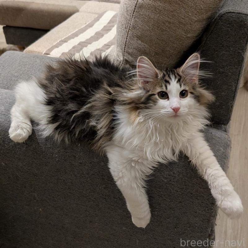 販売中の埼玉県のノルウェージャンフォレストキャット-134153