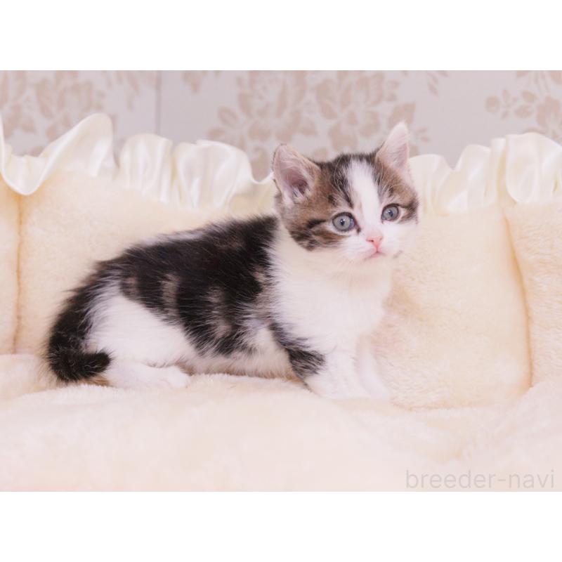 成約済の東京都のマンチカン-136685の5枚目