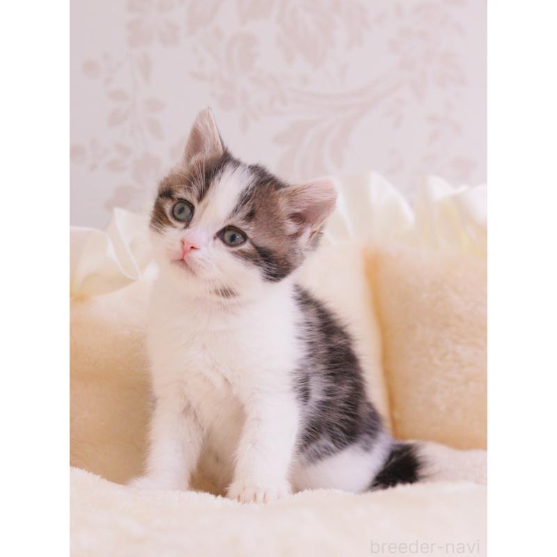 成約済の東京都のマンチカン-136685の4枚目