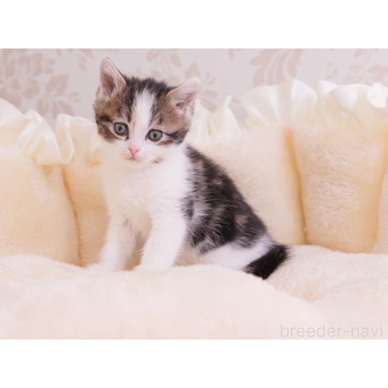 成約済の東京都のマンチカン-136685の3枚目