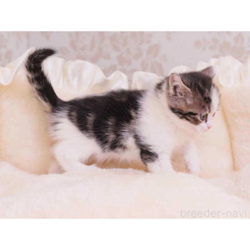 成約済の東京都のマンチカン-136685の2枚目