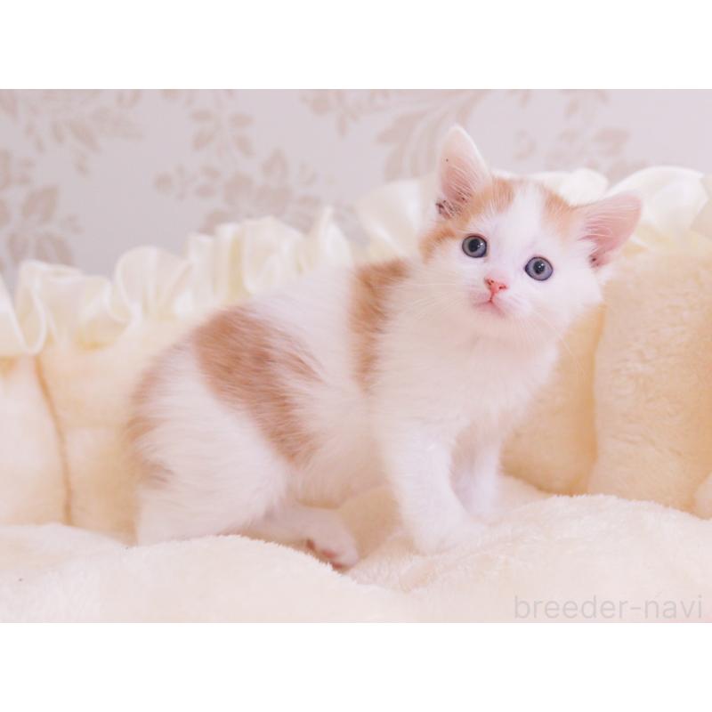 成約済の東京都のマンチカン-136684の5枚目