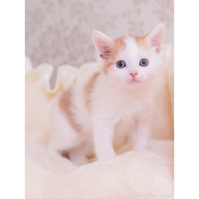 成約済の東京都のマンチカン-136684の4枚目