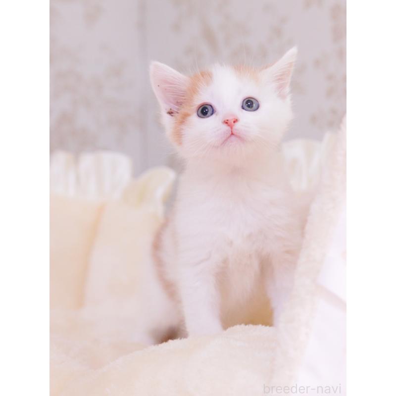 成約済の東京都のマンチカン-136684の3枚目