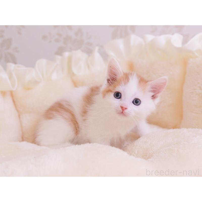 成約済の東京都のマンチカン-136684の2枚目