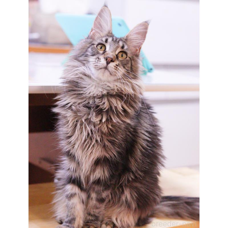 販売中の東京都のメインクーン-127875の6枚目