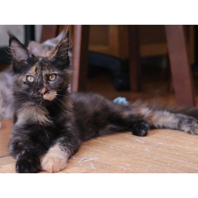 商談中の東京都のメインクーン-130442の6枚目