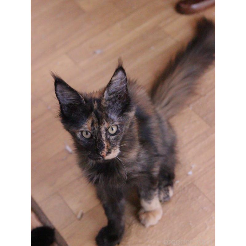 商談中の東京都のメインクーン-130442の5枚目