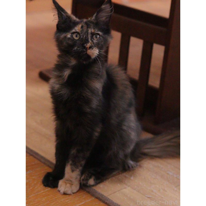 商談中の東京都のメインクーン-130442の4枚目