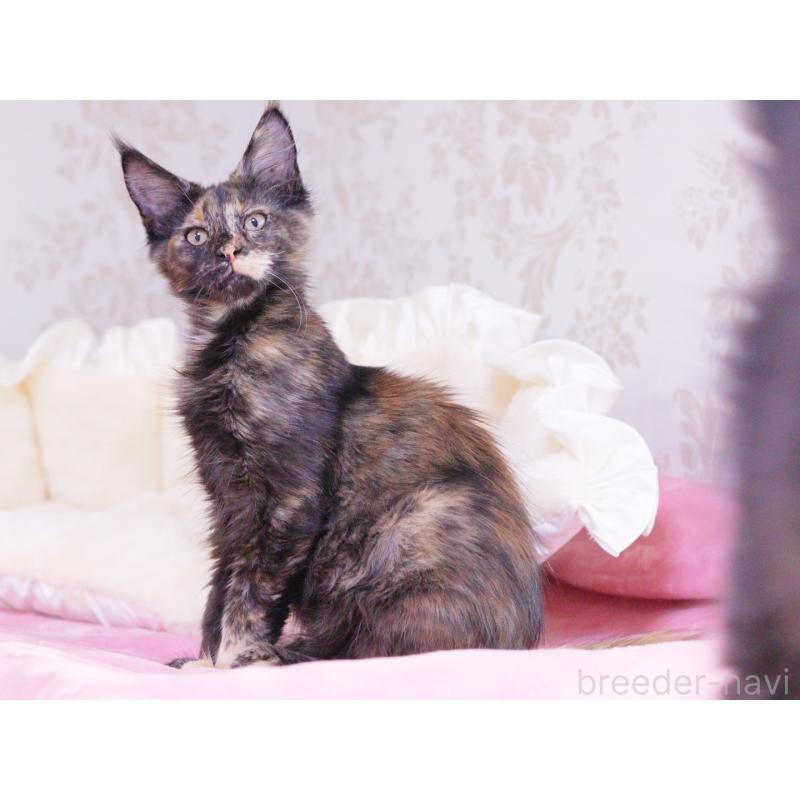 商談中の東京都のメインクーン-130442の3枚目