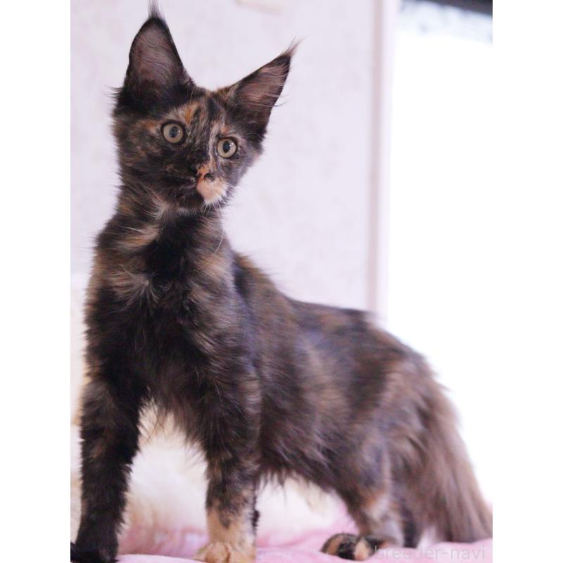 商談中の東京都のメインクーン-130442の2枚目