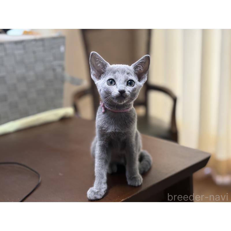 販売中の埼玉県のロシアンブルー-138423の7枚目