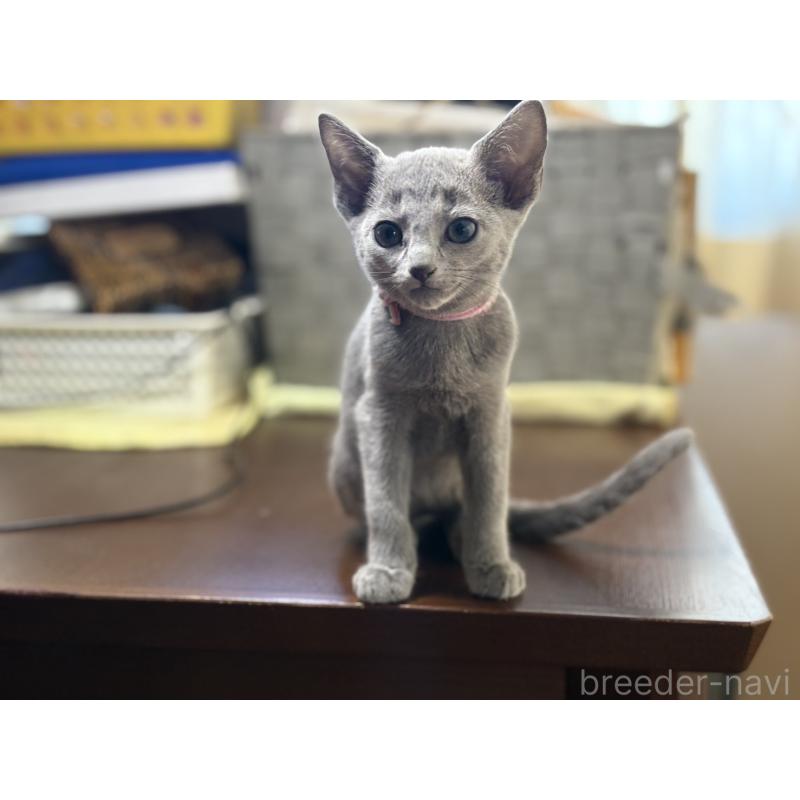 販売中の埼玉県のロシアンブルー-138423の6枚目