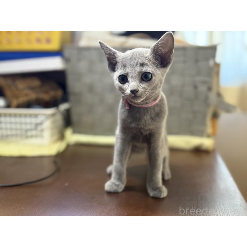 販売中の埼玉県のロシアンブルー-138423の5枚目