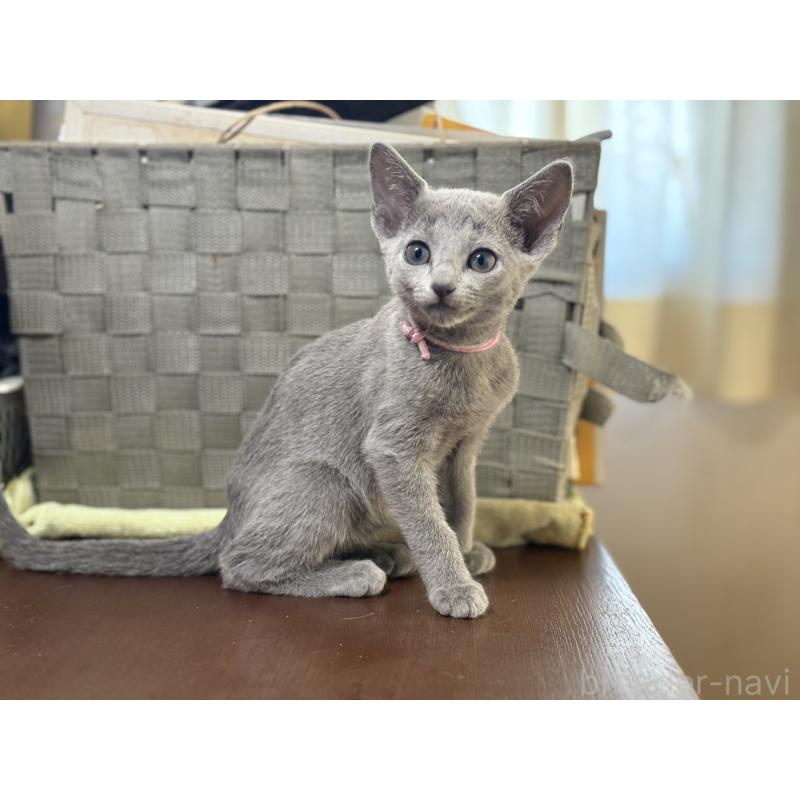 販売中の埼玉県のロシアンブルー-138423の4枚目