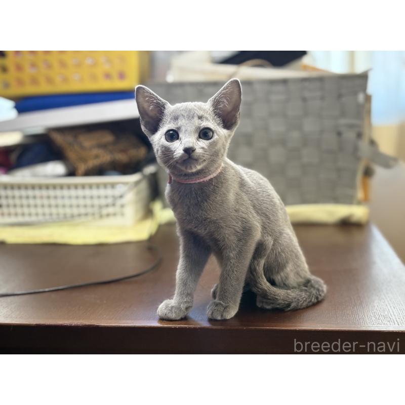 販売中の埼玉県のロシアンブルー-138423の3枚目