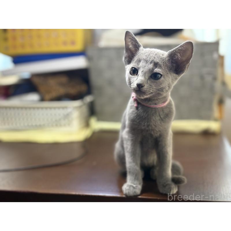 販売中の埼玉県のロシアンブルー-138423の2枚目