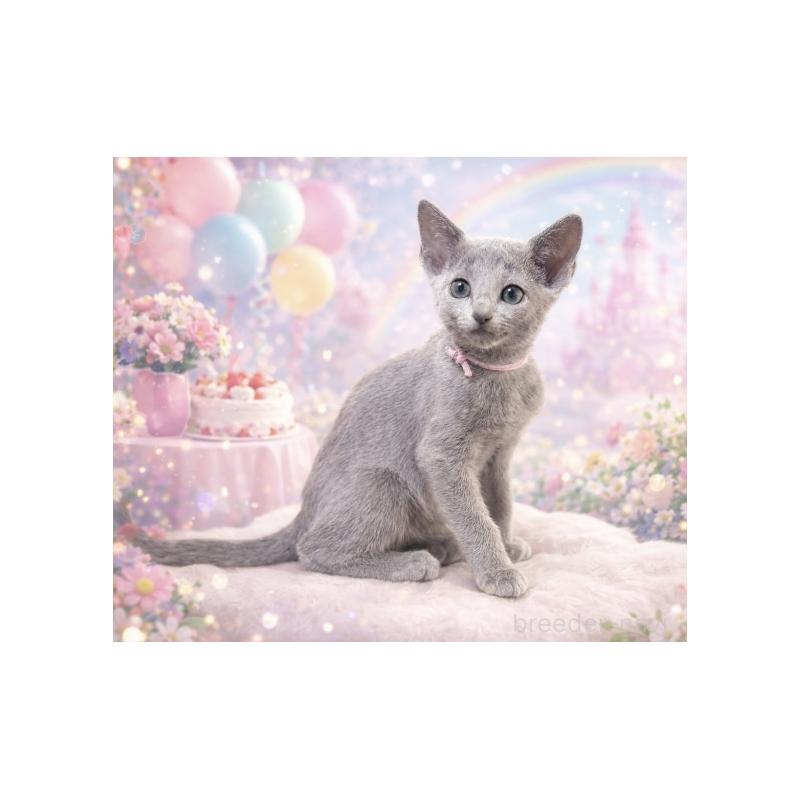 販売中の埼玉県のロシアンブルー-138423の1枚目