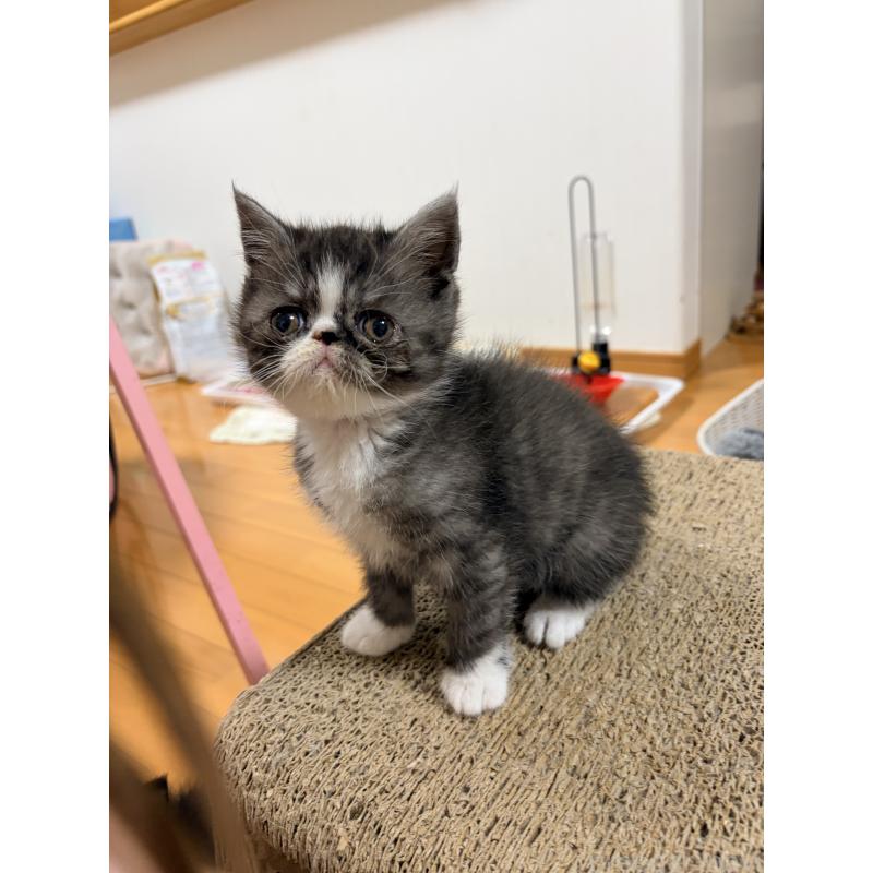 販売中の静岡県のエキゾチックショートヘア-138424の4枚目