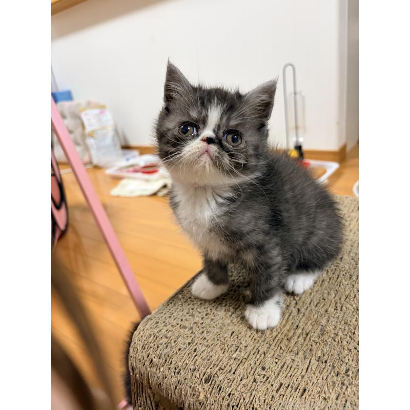 販売中の静岡県のエキゾチックショートヘア-138424の3枚目