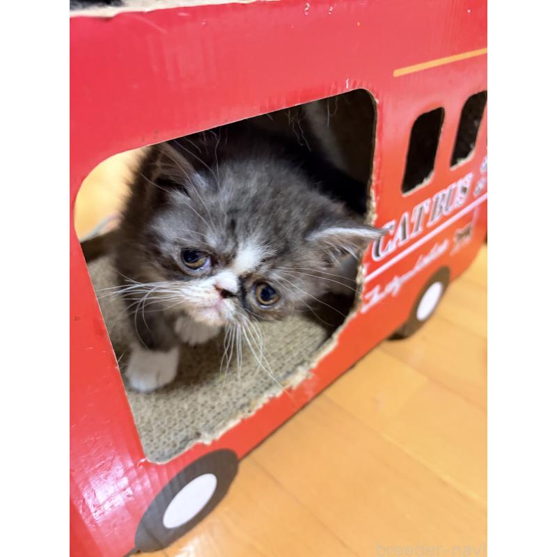 販売中の静岡県のエキゾチックショートヘア-138424の2枚目