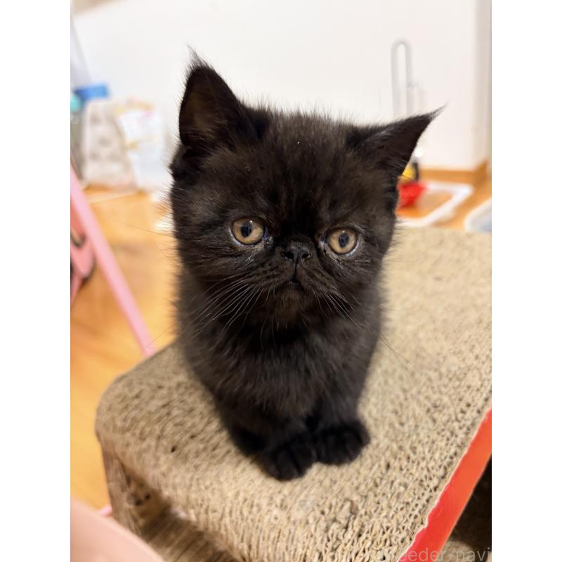 販売中の静岡県のエキゾチックショートヘア-138425の3枚目