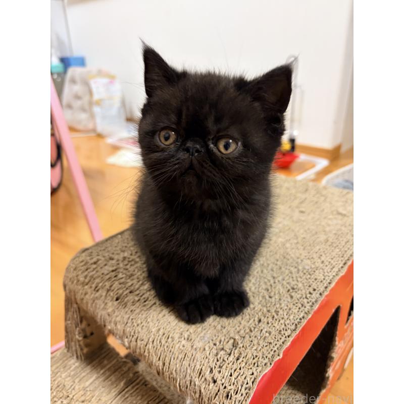 販売中の静岡県のエキゾチックショートヘア-138425の2枚目