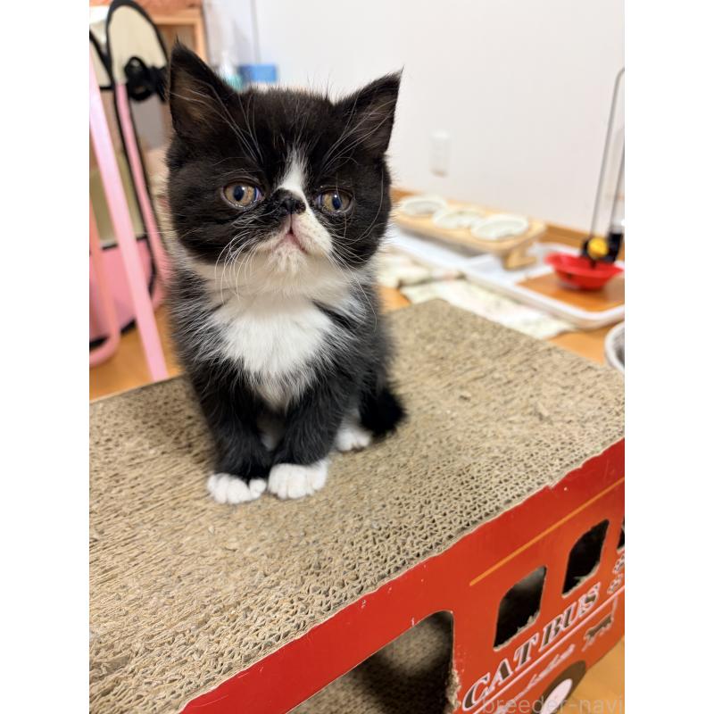 販売中の静岡県のエキゾチックショートヘア-138426の4枚目