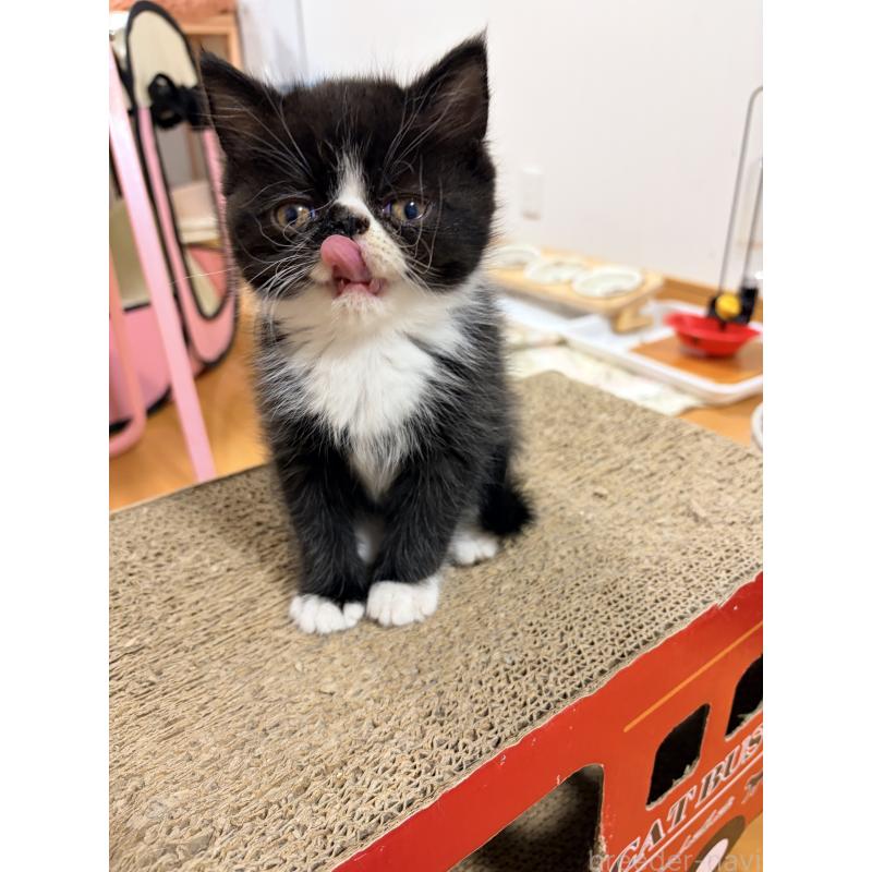 販売中の静岡県のエキゾチックショートヘア-138426の3枚目