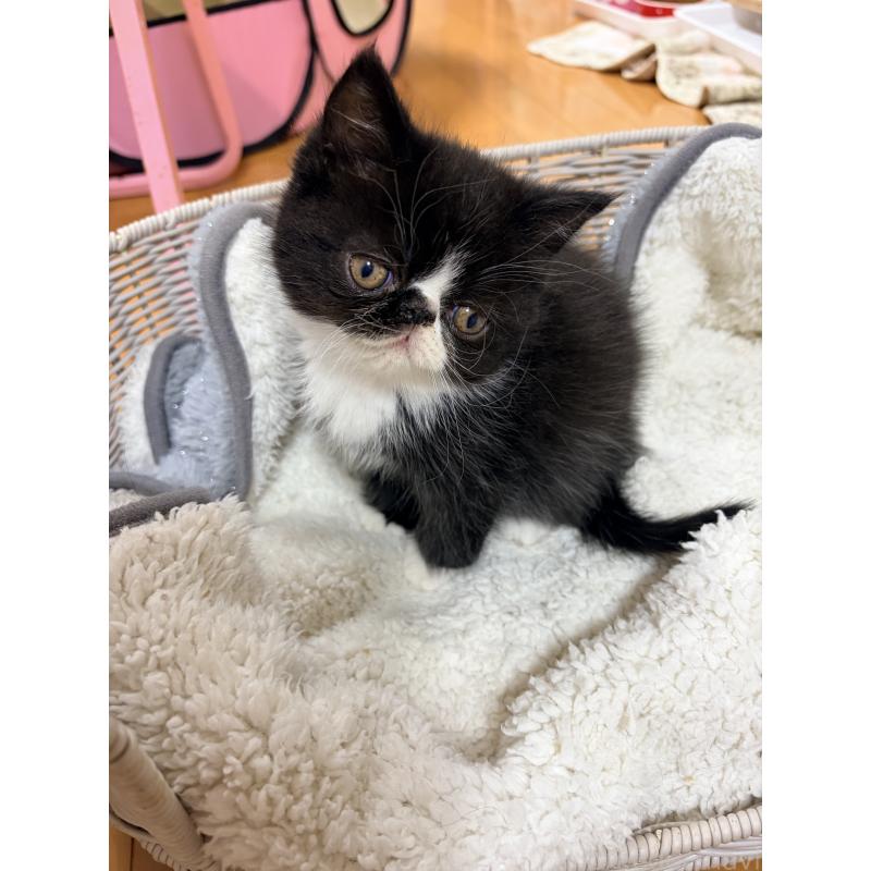 販売中の静岡県のエキゾチックショートヘア-138426の2枚目