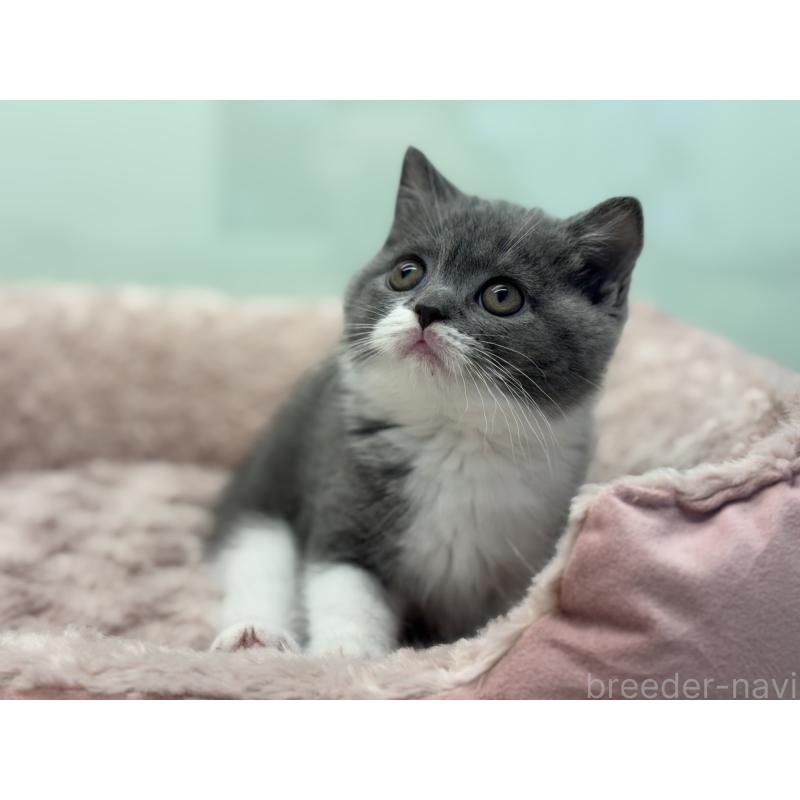 販売中の神奈川県のブリティッシュショートヘア-136608の14枚目