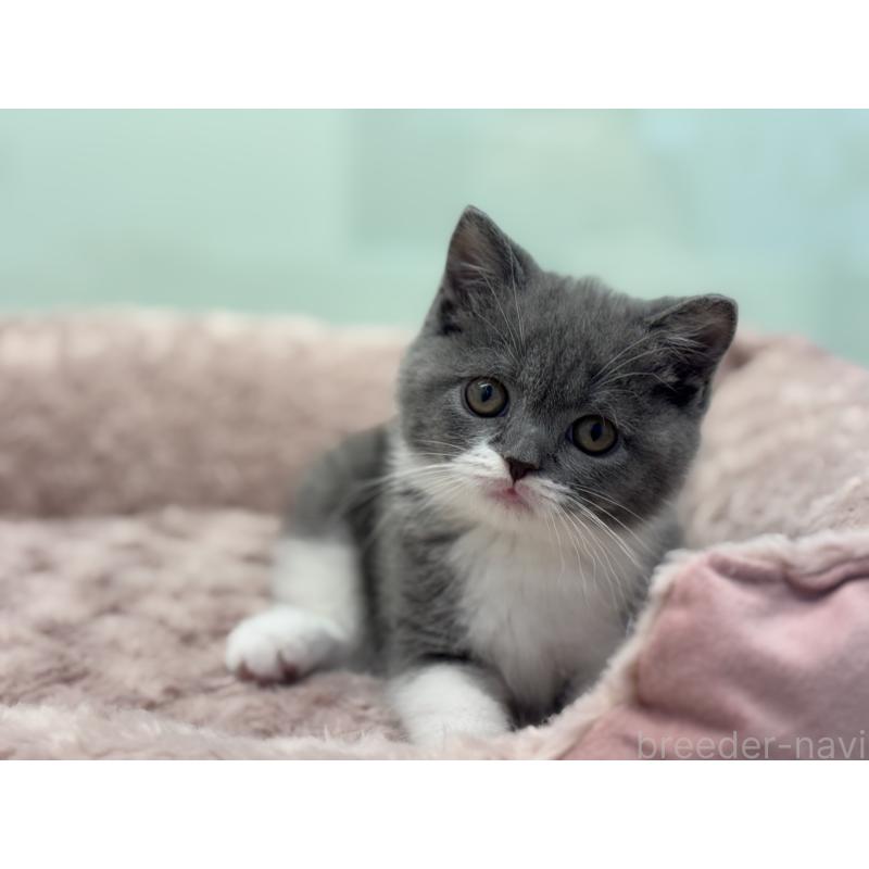 販売中の神奈川県のブリティッシュショートヘア-136608の13枚目